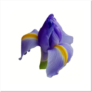 A Blue Iris Flower for Mothers Day Posters and Art